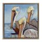 Stupell Industries Nautical Pelican Trio Floating Frame By Susan Winget